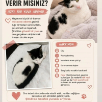 Kısırlaşt..