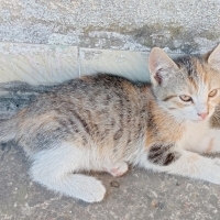 LİLA YA Ö..