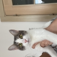 Cici kızı..