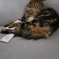 kısır uys..