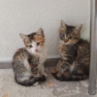 insancıl oyuncu bir kedi