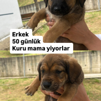 Mastiff c..