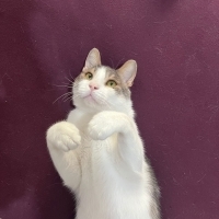Kucaktan..