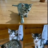 1 Aylık Y..