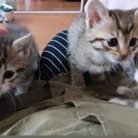 1,5 Aylık..