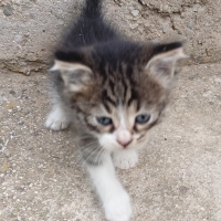 Miniğe yu..