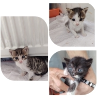 🐱 SEVİML..