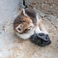 Minnoş iç..
