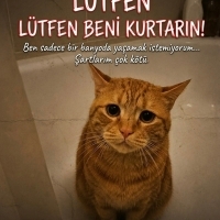 Çok acil..