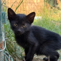 Mini boy..