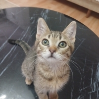 LİLA İÇİN ACİL YUVA ARIYORUZ