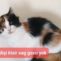 COK UYSAL..