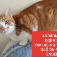 SEVGİ DEL..