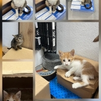 🐾 ACİL YUVA ARANIYOR! / ÖMÜRLÜK KORUNAKLI YUVALARINI ARIYORLAR 🐾