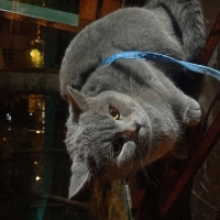 Sevimli d..