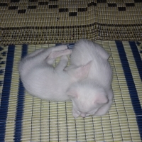 İki karde..