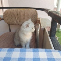 Oyuncu 2...