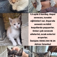 Annesiz 5..