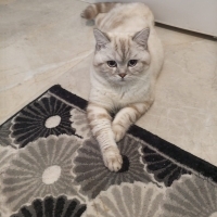 Tatlı pam..