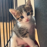 Güzeller..