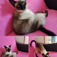 CANA YAKI..