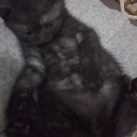 Acil yuva..