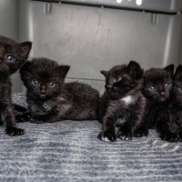 GÖLGE KEDİLER..
