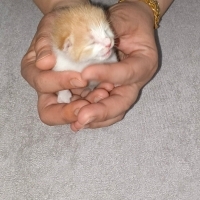 Şanslıya..