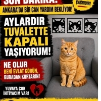 Çok acil..