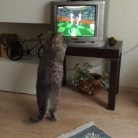 Sakın uys..