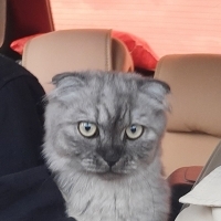 Zeki anla..