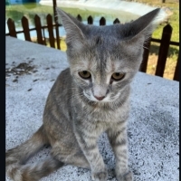 Evden sok..