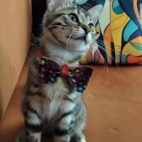 LEOPAR DE..