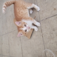 Cana Yakı..