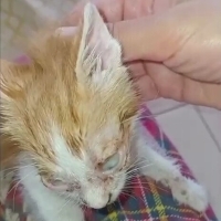 Çok acil süt anne veya bakımından anlayan gönüllü aranıyor