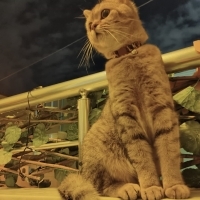 Annenın c..