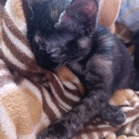 💞Minnoş..