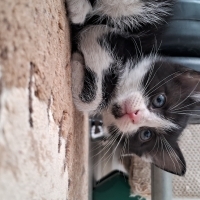 Ankara Mamak 1 aylık yavru kedi