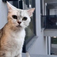 Acil yuva arıyor