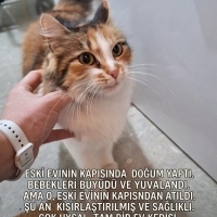 Çok Sevec..