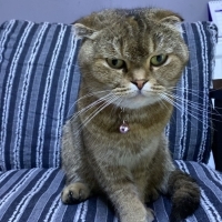 SCOTTISH FOLD...