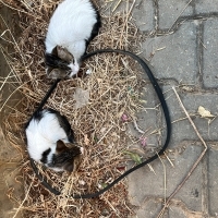 Bahçenin İki S...