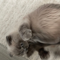 Kedi Deği..