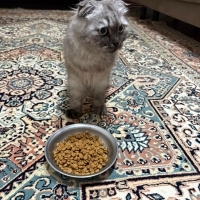 İlgiyi ço..