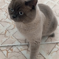 Pars için..