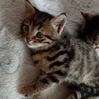 1 buçuk aylık bebek kediler