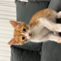 Annesiz kedi çocukların elinde hırpalanırken kurtarıldı