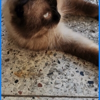 Çok acil..
