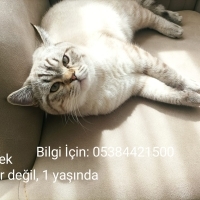 Ücretsiz..