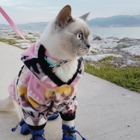 lyra kedim 3 yıldır bizimle kısır çok sevecen chipli.